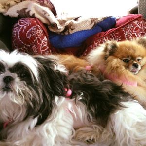 Meet your Posher, Debbie